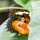 Malay Lacewing