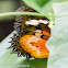 Malay Lacewing