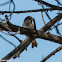 House Sparrow; Gorrión Común