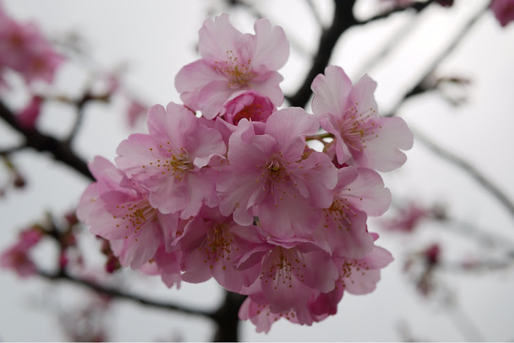 86の河津桜・春を探して・愛車撮影・コラボ・菜の花に関するカスタム事例の投稿画像9枚目