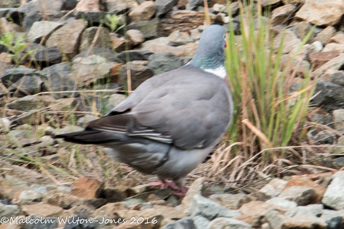 Woodpigeon