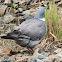 Woodpigeon