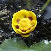 Rocky Mountain Pond-lily