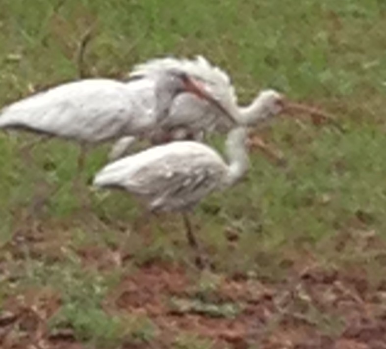 Great egret