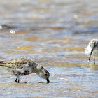 Broad-billed sandpiper