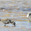 Broad-billed sandpiper