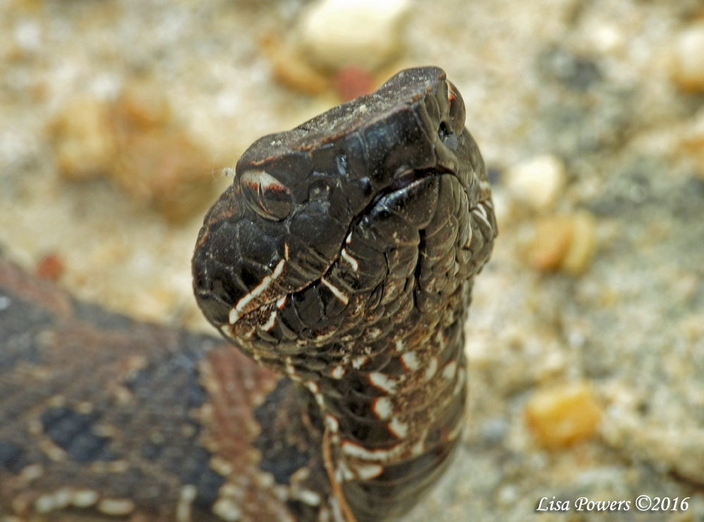 Cottonmouth - juvenile