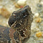 Cottonmouth - juvenile