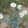 Crested Prickly Poppy