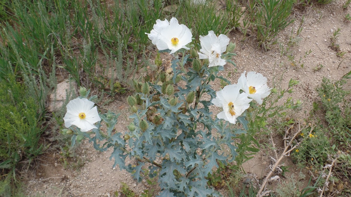 Crested Prickly Poppy