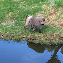 Hamadryas Baboon