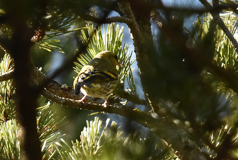 Eurasian siskin