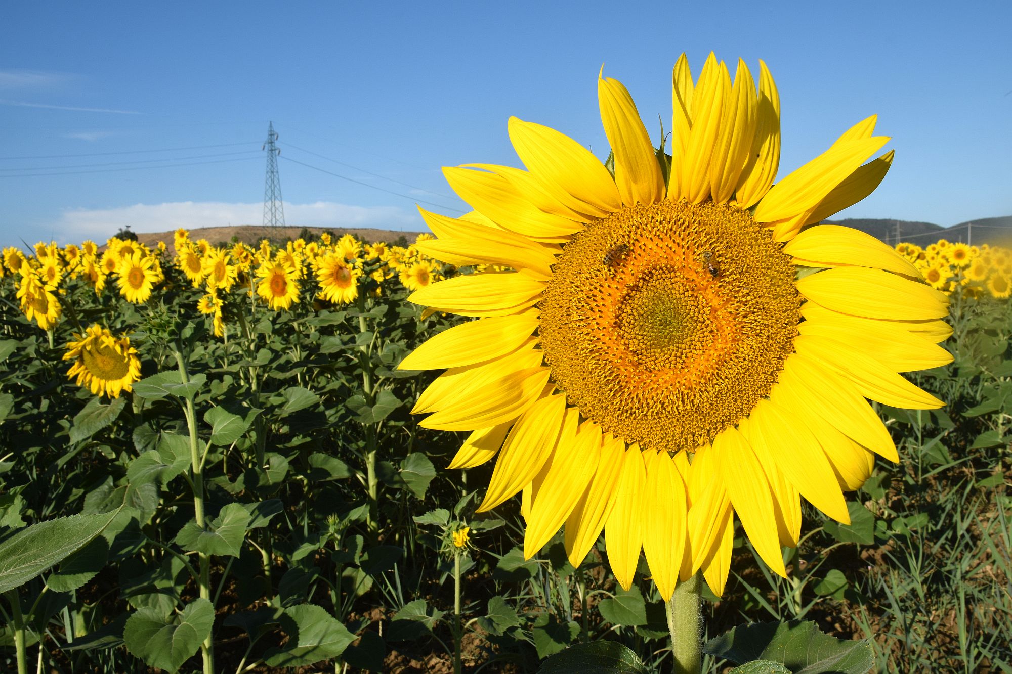 il girasole canterino annuncia il solstizio di Luciano Fontebasso