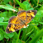 Harris's Checkerspot