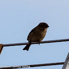 House Sparrow; Gorrión Común