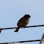 House Sparrow; Gorrión Común