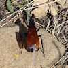 Tarantula Hawk Wasp