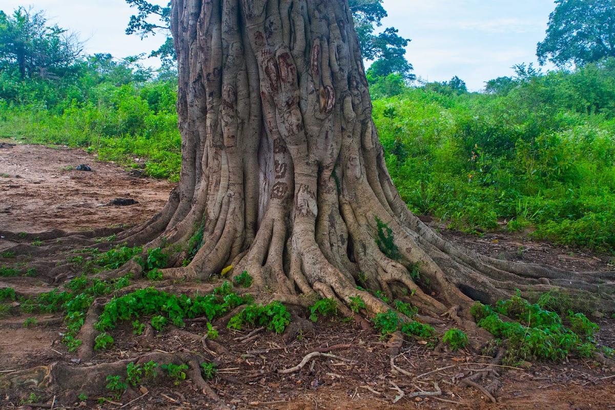 Interesting Tree Trunk/Roots