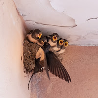 Svezzamento al volo. di 