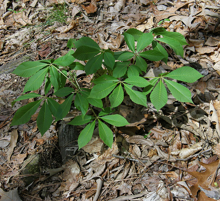 Painted Buckeye