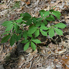 Painted Buckeye