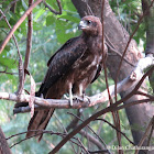 Black kite