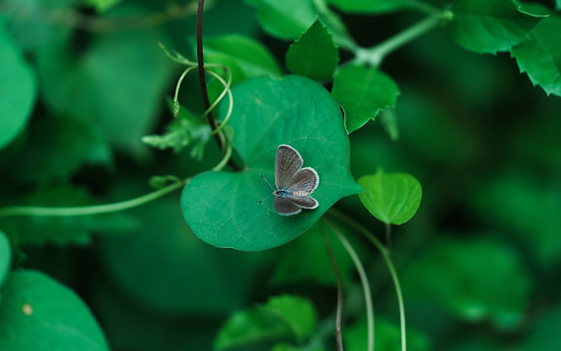 Butterfly and leaves Preview 1