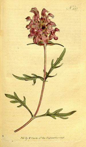 Prunella grandiflora