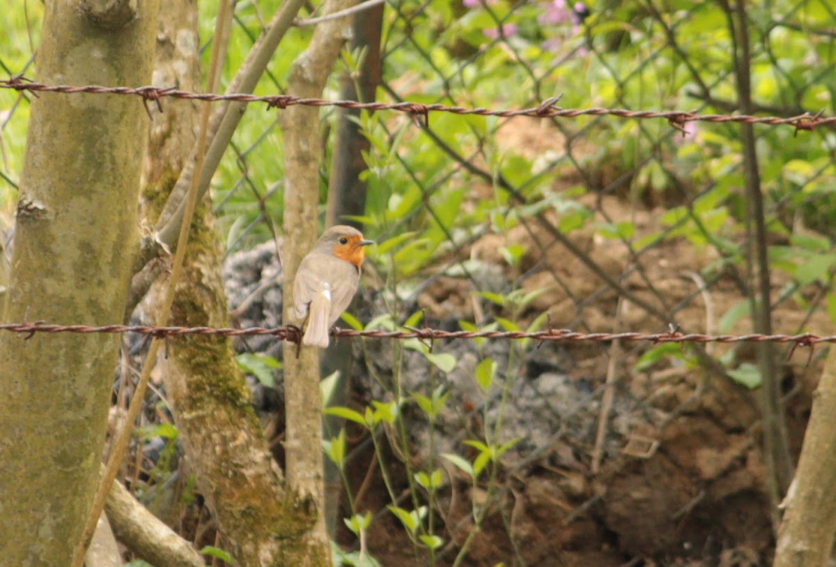 European robin