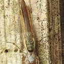 Long-jawed orb weaver