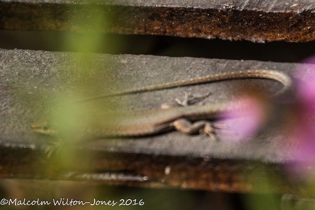 Iberian Wall Lizard