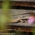 Iberian Wall Lizard