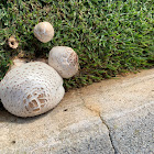 Yellow staining agaricus