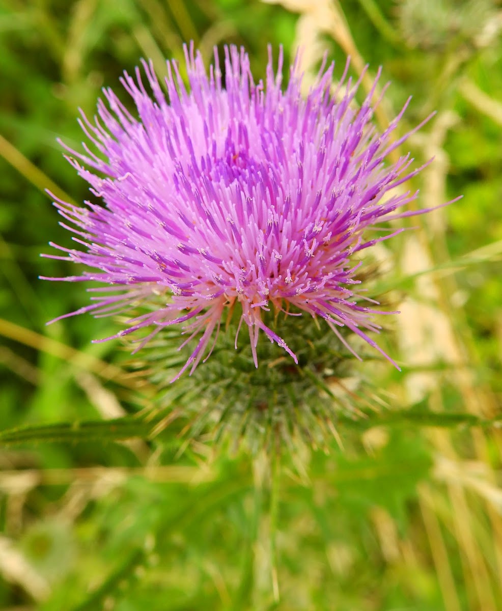 Spear Thistle