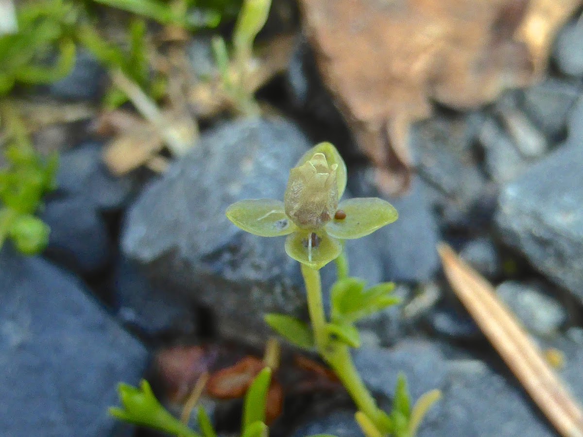 Pearlwort