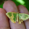 Oospila Moth