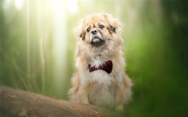 Tibetan Spaniel Thème et nouvel onglet