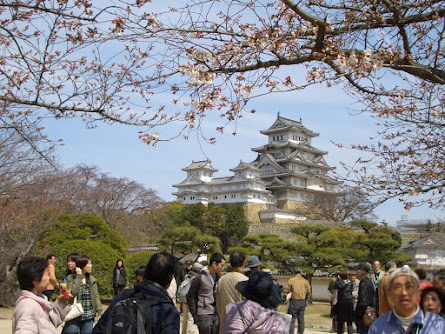 桜が満開、春の姫路城