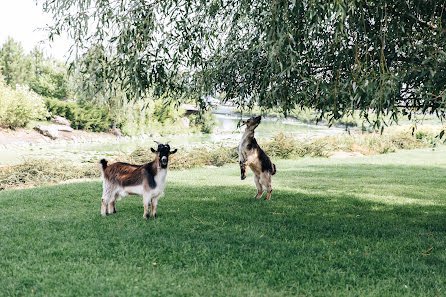 Весільний фотограф Рая Попова (raya). Фотографія від 23 квітня 2019