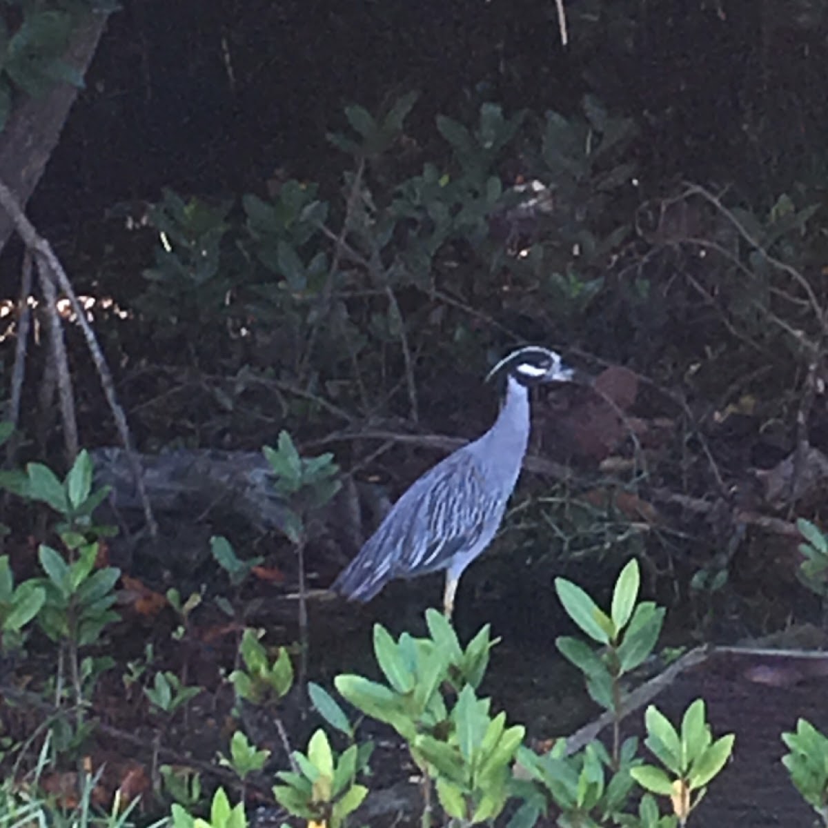 Yellow-crowned night heron