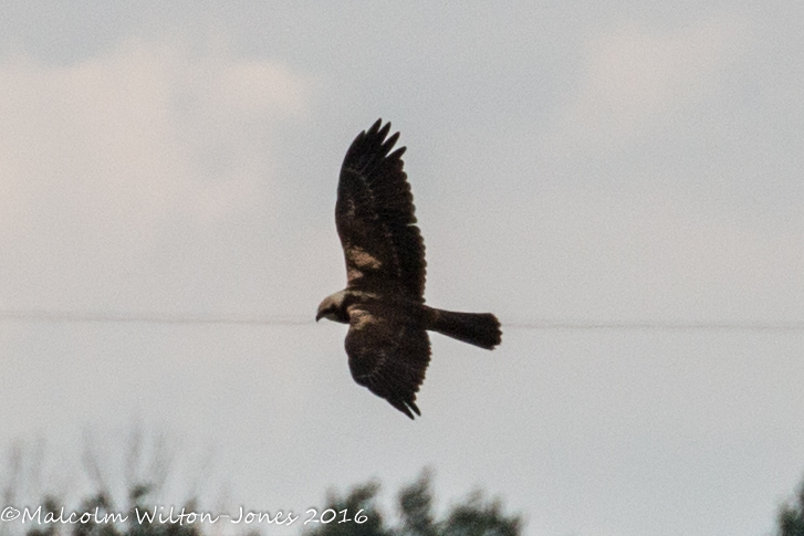 Marsh Harrier