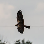 Marsh Harrier