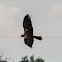 Marsh Harrier