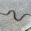 Eastern Garter Snake