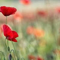 i colori della primavera di 