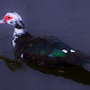 Muscovy Duck