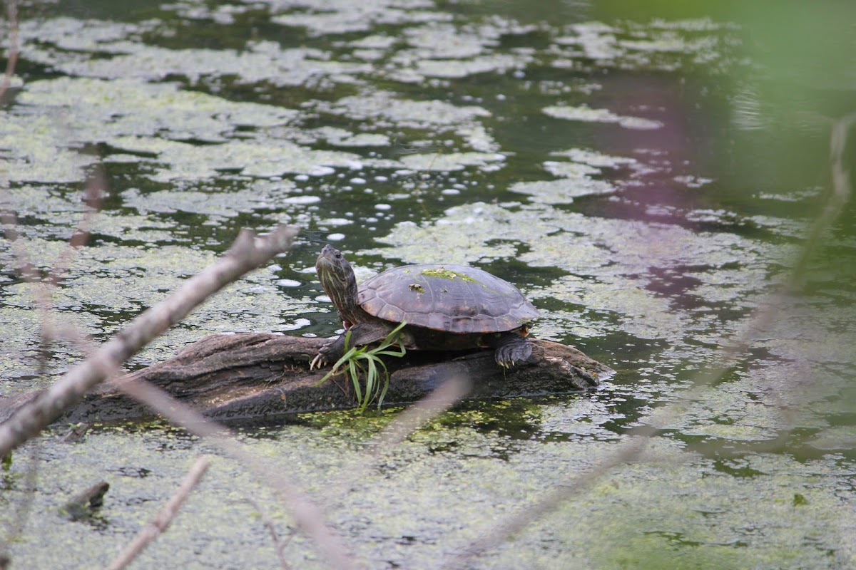 Painted turtle