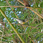 Northern Parula