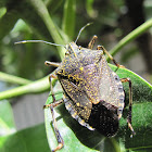 Yellow-spotted Stink bug