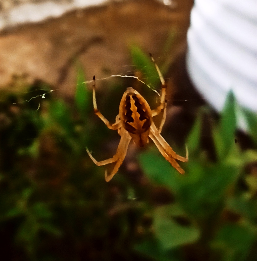 Spider